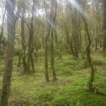 Sunlight streams into the forest on the route to see Mt. Waiera