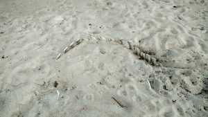 Exposed vertebra of a whale skeleton in Haversham, RI