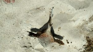 Dug up vertebra of a whale skeleton in Haversham, RI