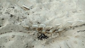 Exposed vertebra of a whale skeleton in Haversham, RI